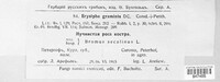 Blumeria graminis image